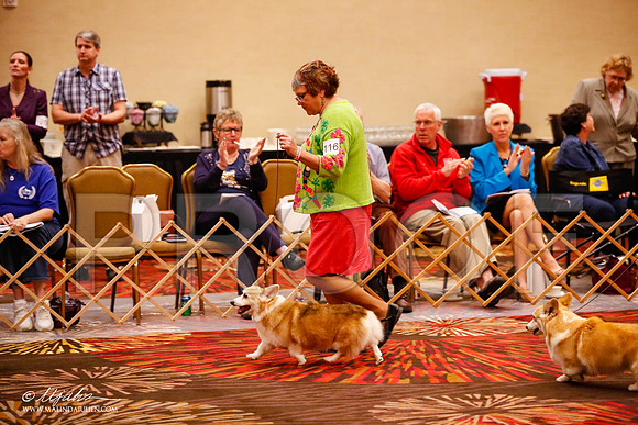 _JJ_0833-HstnCorgiFeb2015-HR3