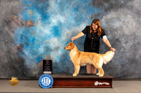 Golden Retriever #14 WED BPIS Judge Pluis Davern