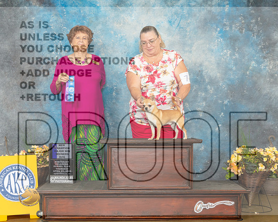 Chihuahua Smooth #7 Thur WB Judge Carol Jean Nelson-MMJ_8573-NWARK2022-HR3