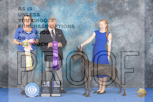 Great Dane #26 WED BISw WB Judge James Remaklus__JP_6794_Houston_2024_HR3