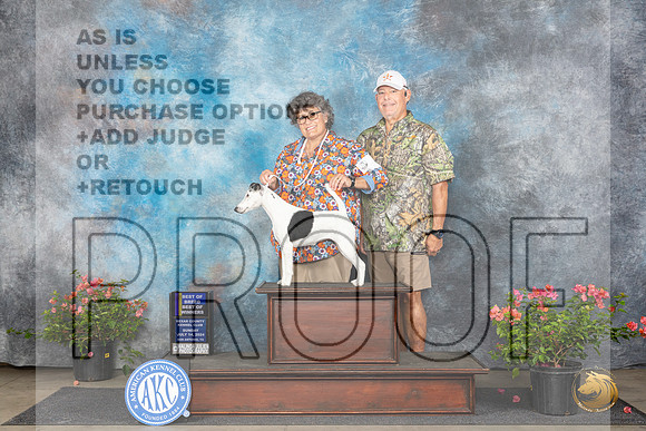 Smooth Fox Terrier #6 Sun WBBOWBOB Judge Elizabeth ‘Beth’ Sweigart__JP_5881_San Antonio_2024_HR3
