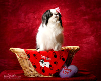 Japanese Chin Dimples Jan Lockyer