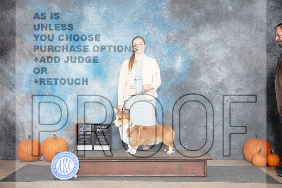 Cardigan Welsh Corgi #5 Sun WDBOS Judge Jan Paulk__JP_9286_Humble_2024_HR3