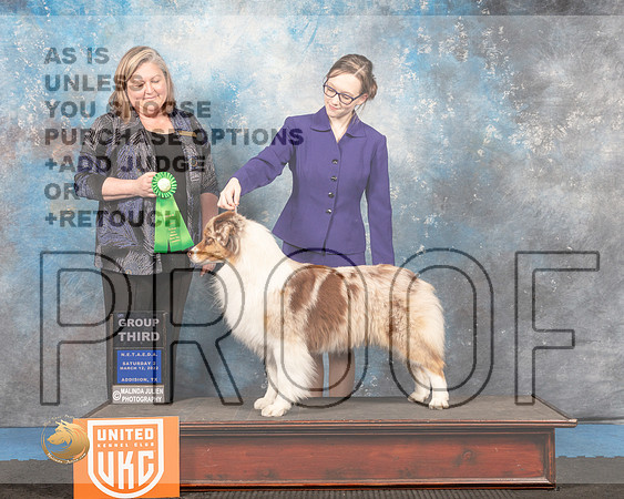 Australian Shepherd #183 Sat2 Judge Tracey Kallas_MMJ_6435_Addison2022_HR3