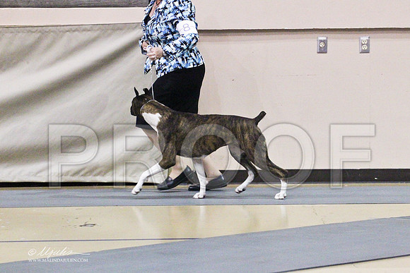 boxer-0473LR