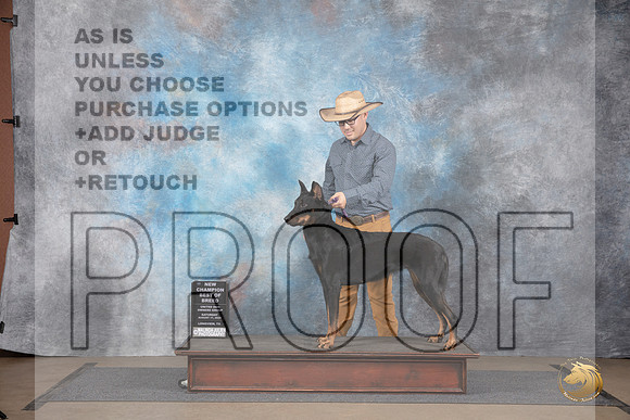 Beauceron #441 Sat BOB NCh Judge Jennifer Landers __JP_2619_LongviewTX_2024_HR3