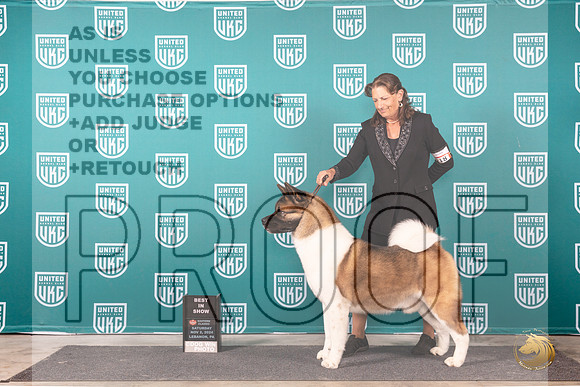 Akita #218 Sat BIS Judge Kathy Russell r__JP_2254_UKCEastern_2024_HR3