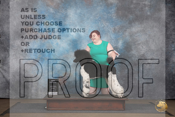 Poodle Standard MC #228 Sun BOW NCh Judge Brenda Landers__JP_3094_LongviewTX_2024_HR3