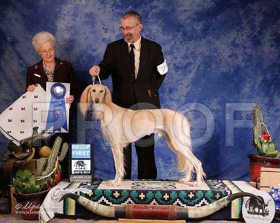 Saluki-5330-GRJan14-HR