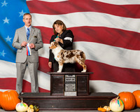 Miniature American Shepherds Sat #10 BOW NC Peckham Leslie Judge Mr Rick Gschwender