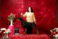 Doberman Pinscher Sat S1 Best Bred By Puppy in Show Irina Sasu +J