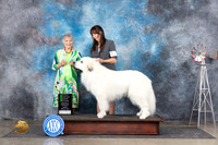 Great Pyrnenees #7 OHG2 Judge Jill Warren