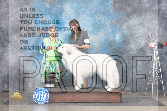 Great Pyrnenees #7 OHG2 Judge Jill Warren__JP_6630_Amarillo_2024_HR3