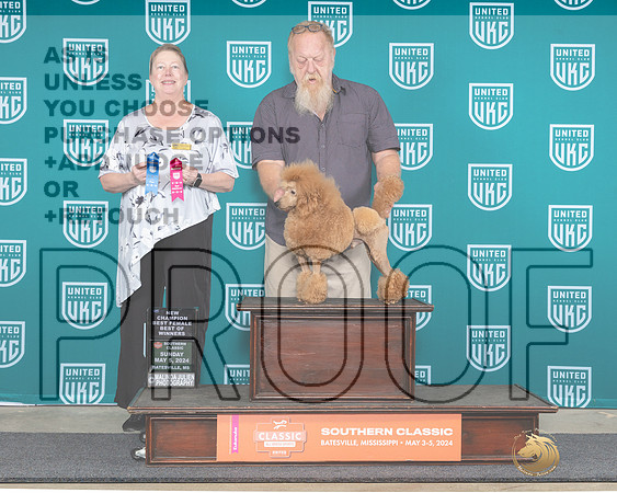 Poodle Miniature #193 Sun BFCH Judge Pamela Perdue-_JP_6628e_Batesville_2024-HR3