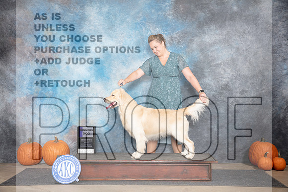 Golden Retriever #15 Sun WD Judge Ann Roth__JP_9294_Humble_2024_HR3