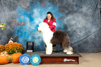 English Sheepdog #16 Sun BOBM Judge Steve Keating