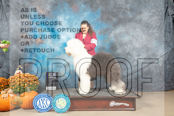 English Sheepdog #16 Sun BOBM Judge Steve Keating_MJ_6594_Belton_2022_HR3