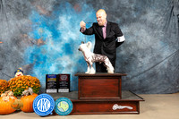 Chinese Crested #5 Sun BOBOHBOB Judge Lisa Graser
