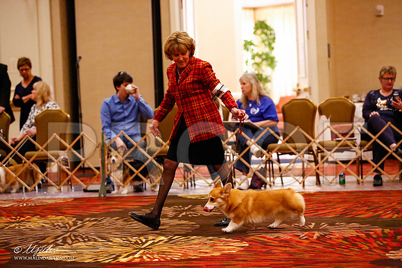 _JJ_0472-HstnCorgiFeb2015-HR3