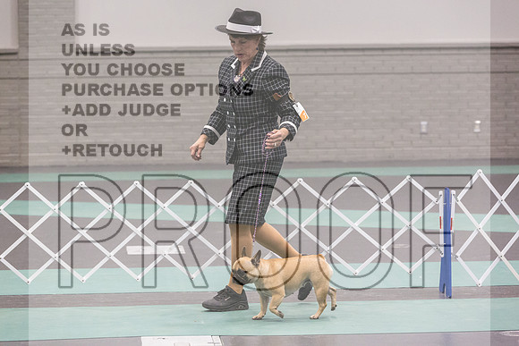 French Bulldogs Sat Rings_JJL_0505_UKCLNGVIEWOCT2024_2024_HR3