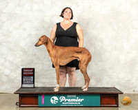 Azawakh #542 Sat G2 Judge Mary Elleen Meyer