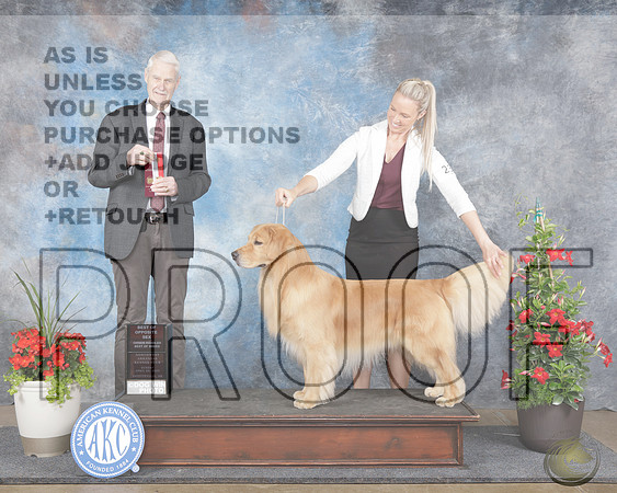 Golden Retriever #23 Sun BOS OHBOB Judge Jon ColeGolden Retriever #23 Sun BOS OHBOB Judge Jon Cole_WP_0255e-NWAKC 2025-HR3