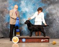 Labrador Retriever #37 Sat G1 Judge Gary Andersen-2