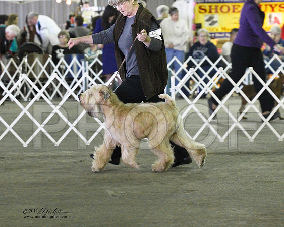 Soft Coated Wheaten Terrier - 0007-3