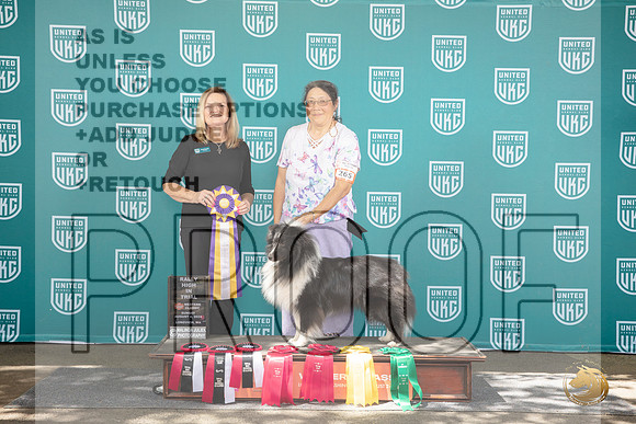 Shetland Sheepdog #265 Sun__JP_1949_Longview WA_2024_HR3
