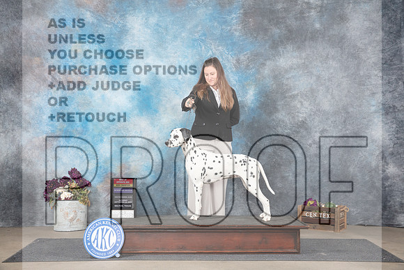 Dalmation #6 Sat BOSWBNCh Judge Sulie Greendale-Paveza__JP_7771_Belton_2024_HR3