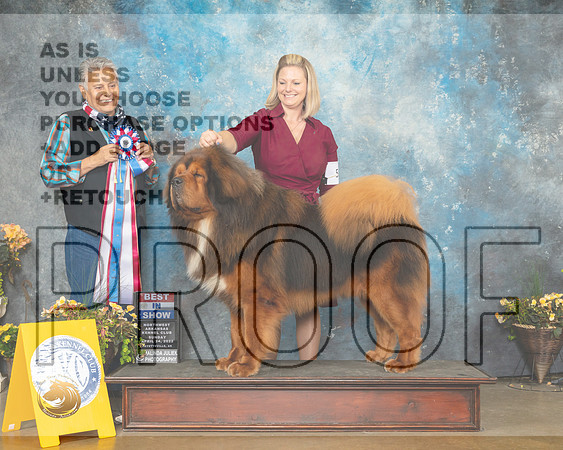 Tibetan Mastiff #5 Sun BIS Judge John Ramirez-MMJ_1935-NWARK2022-HR3