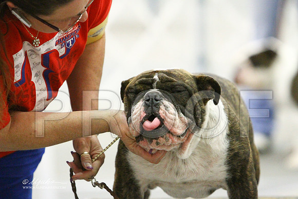 Bulldog-1654LR