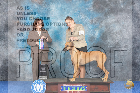 Rhodesian Ridgeback #14 WED W BW Judge Barbara Scherer__JP_6480_Houston_2024_HR3