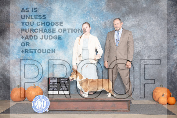 Cardigan Welsh Corgi #5 Sun WDBOS Judge Jan Paulk__JP_9273_Humble_2024_HR3