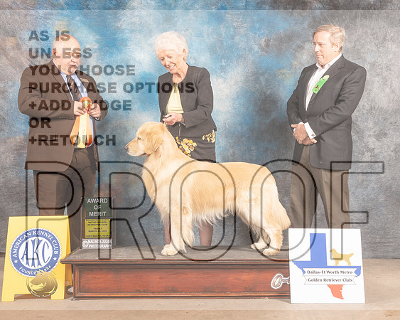 Golden Retriever #53 Fri AOM Judge Gordon Hayburn-MMJ_7496-FW2022-HR3