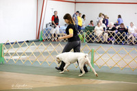 American Bulldog Sun S2 Ring