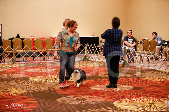 _JJ_8016-HstnCorgiFeb2015-HR3