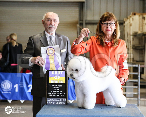 bichon-9697-HstnMar2014-HR3