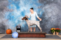 German Shorthaired Pointer #17 SDM See Note
