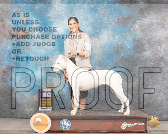 Dogo Argentino #6 Thurs WB Judge Del RichardsMMJ_2267_Mdlnd2022_HR3