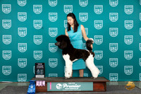 Poodle Std MC #1340 card
