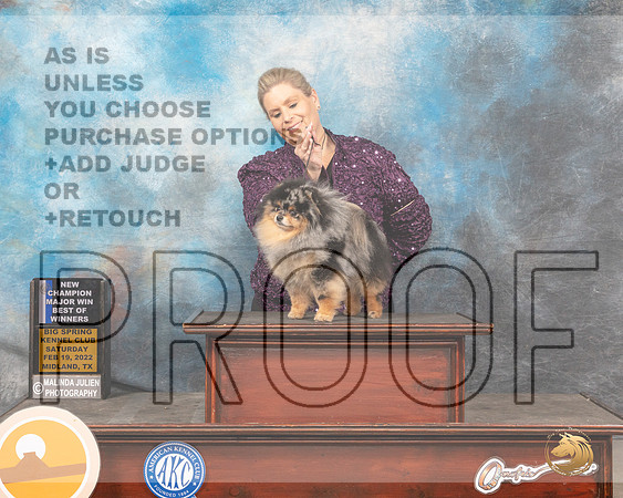 Pomeranian #19 Sat BOWWD Judge Linda ClarkMMJ_4460_Mdlnd2022_HR3