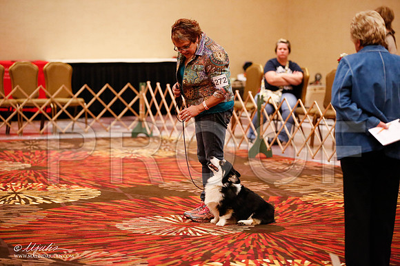 _JJ_8028-HstnCorgiFeb2015-HR3