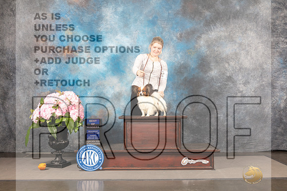 Papillon #7 Sun WDBOW Judge Barbara Alderman_MJ_8314_Houston_2022_HR3