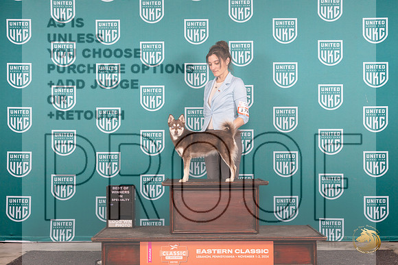 Alaskan Klee Kai #174 Thur BOW Judge Tony Raposo__JP_2035_UKCEastern_2024_HR3