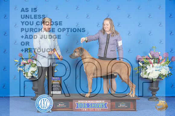 Rhodesian Ridgeback #5 SAT BOBV Judge Douglas Johnson__JP_9667_Houston_2024_HR3