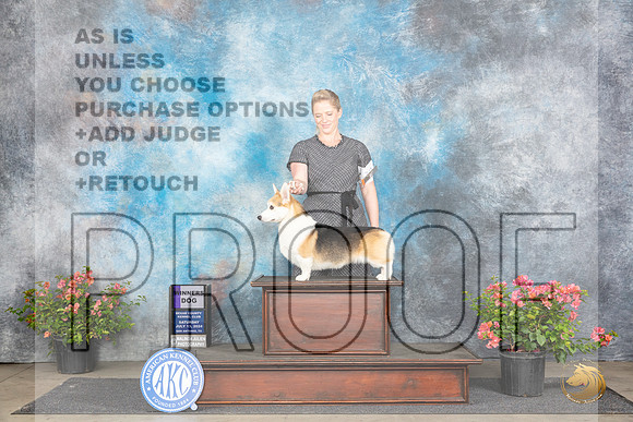 Pembroke Welsh Corgi #19 Sat WD Judge Polly (Mrs Robert) D Smith__JP_4796_San Antonio_2024_HR3