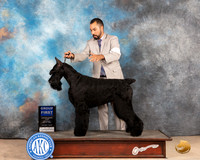 Giant Schnauzer #5 Sat G1 Judge Peggy McIlwaine