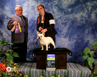 French Bulldog #7 Sat Best of Breed Flatroads I Shine Bright at Centerfold Breeder Marina Henderson Owner Lowe-Whitlow Kayla and Josh Whitlow Judge Dr Donald A Gill