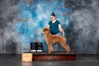 Poodle Std MC #111 BOWCH JUdge Sandra Phillips